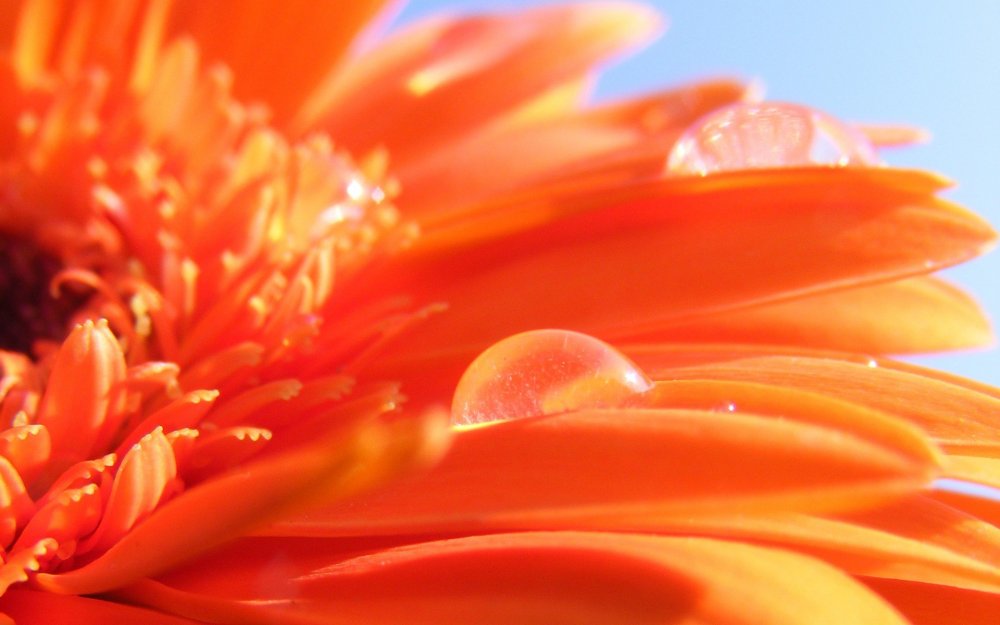 Необычные оранжевые цветы