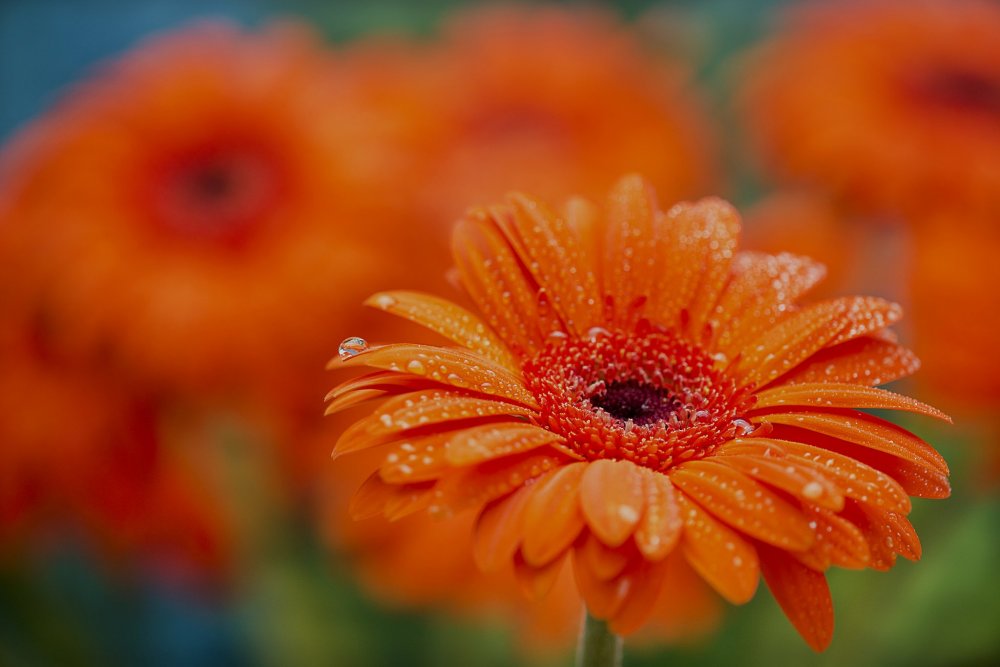 Красно оранжевые цветы фото