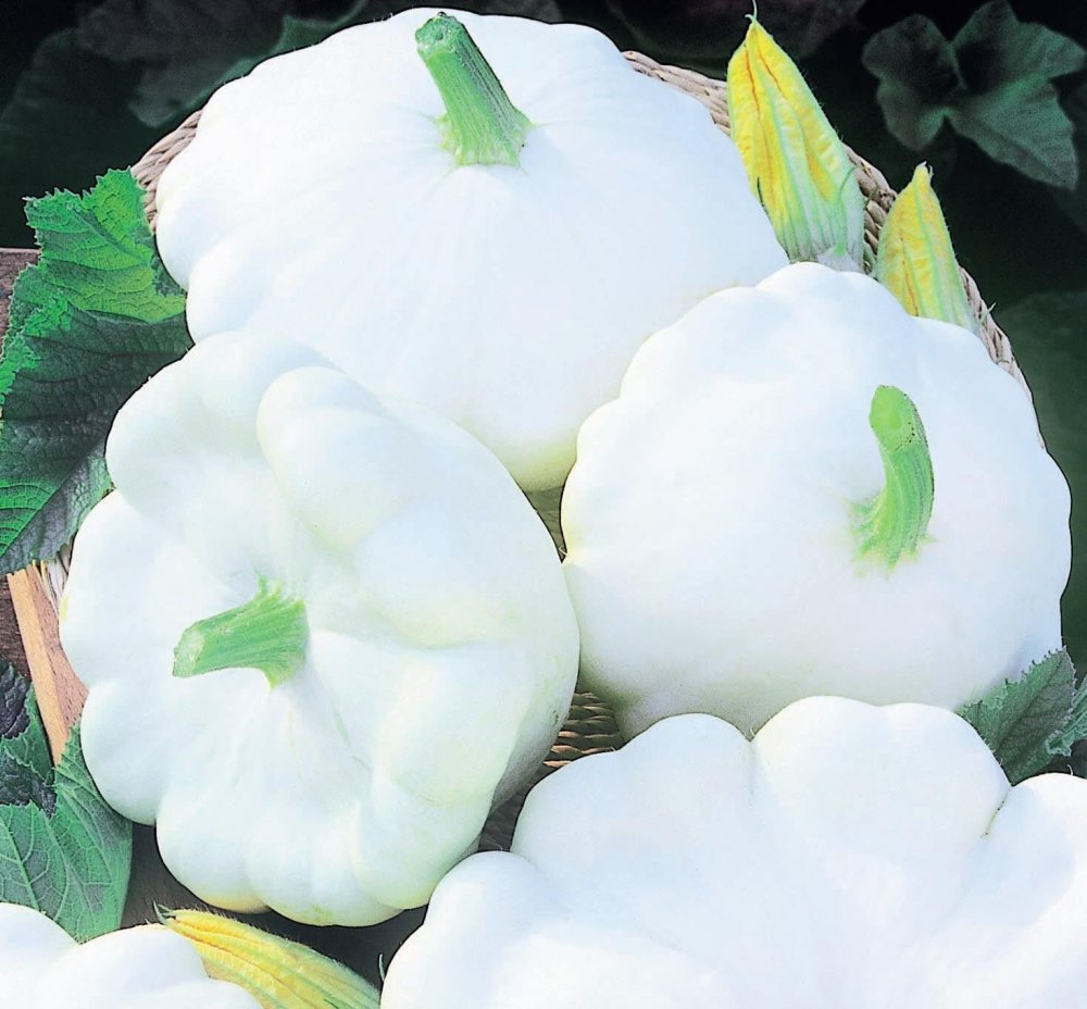 Патиссон (Cucurbita Pepo var. Patisson)