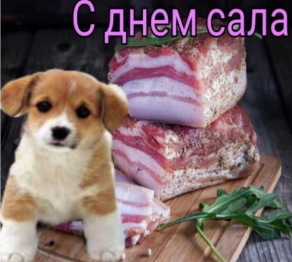 Сало (жир)