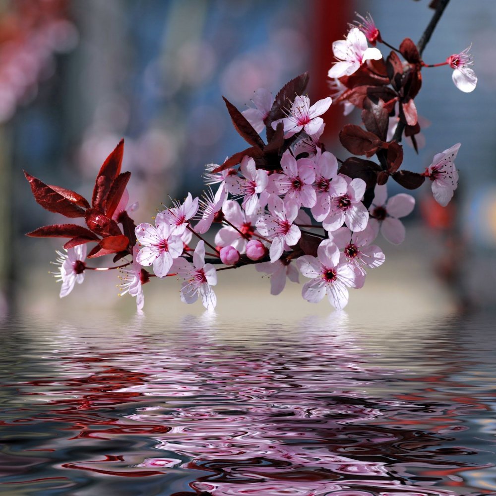 Ветка цветущей Сакуры