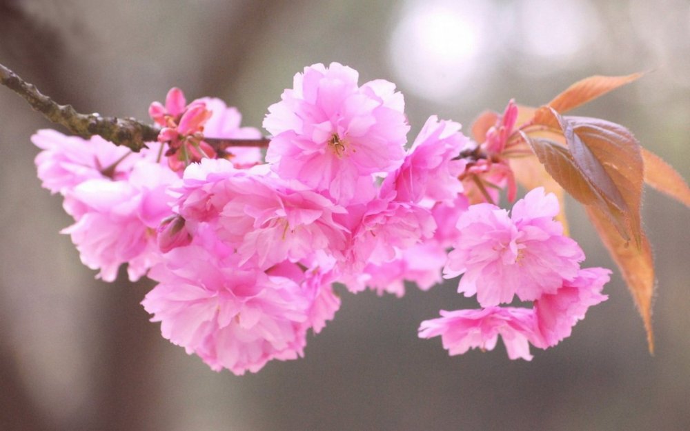 Весенние цветы японские