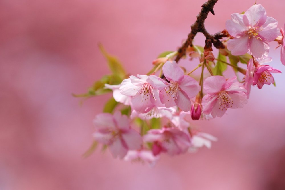 Весеннее цветение плодовых деревьев