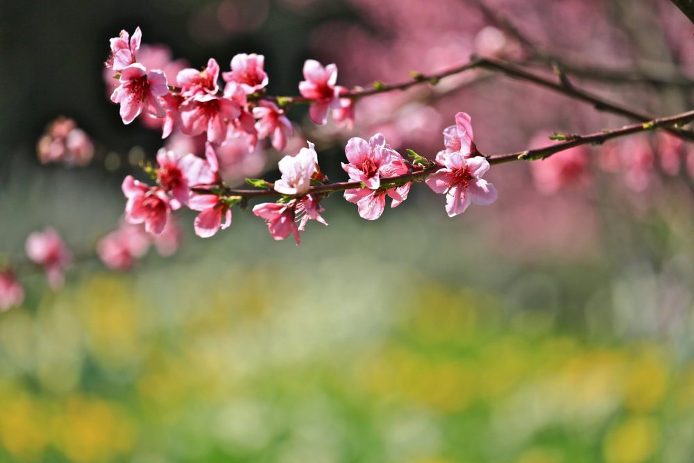 Сакура цветы вишни