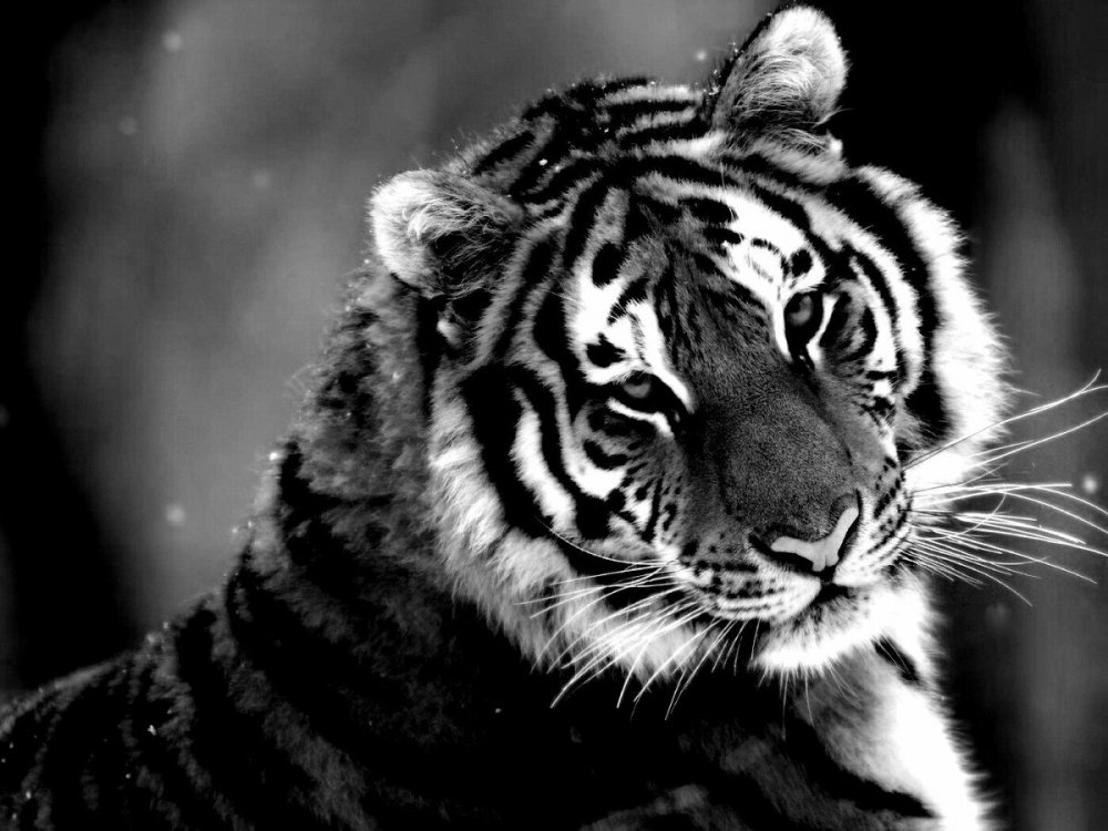 Темный тигр