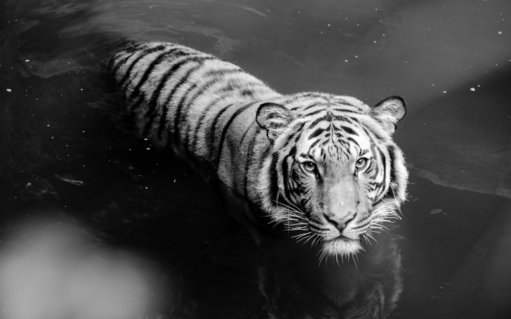 Тигр на заставку