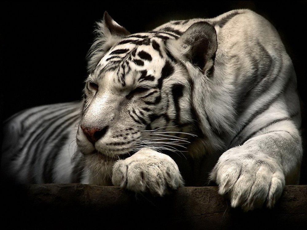 Черный и белый тигр