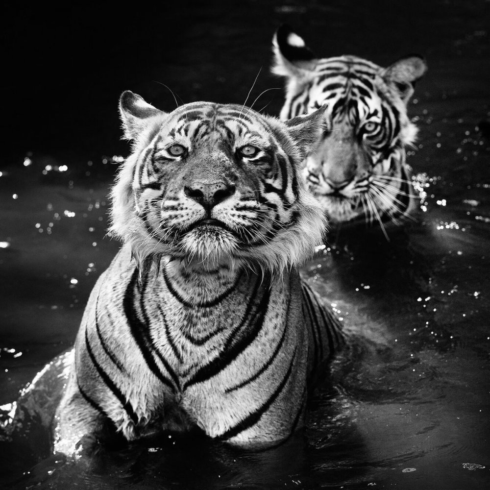 Темный тигр