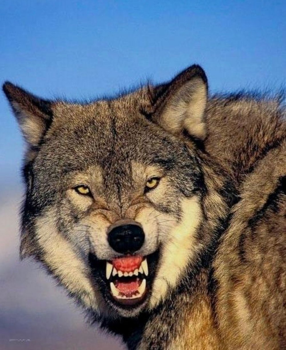 Злой волк