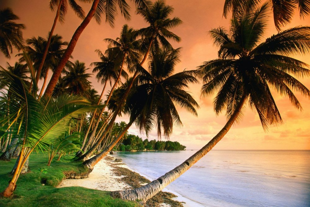 Фотообои море пальмы