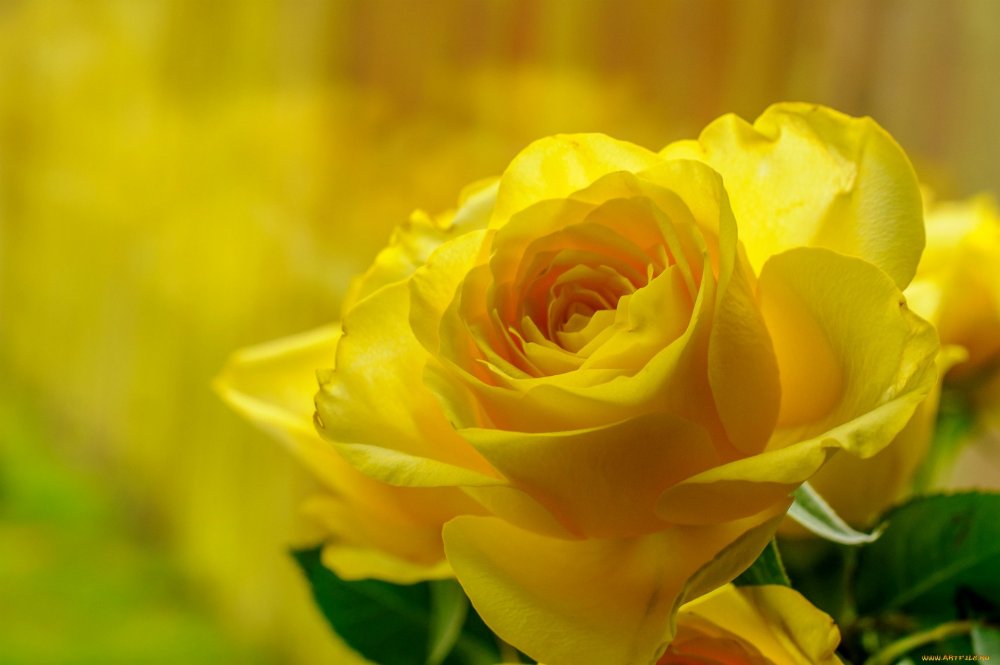 Оранжерея желтые розы