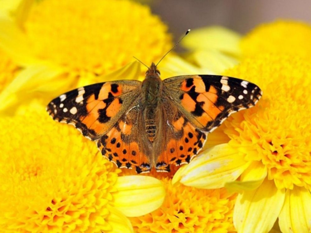 Бабочки на желтых цветах