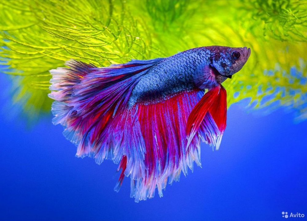 Рыбка петушок Betta splendens