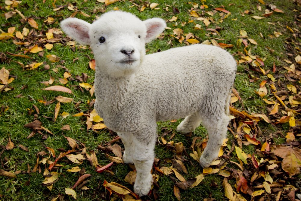 Valais Blacknose