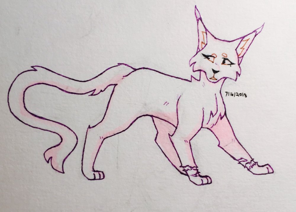 Рисунки котов воителей карандашом