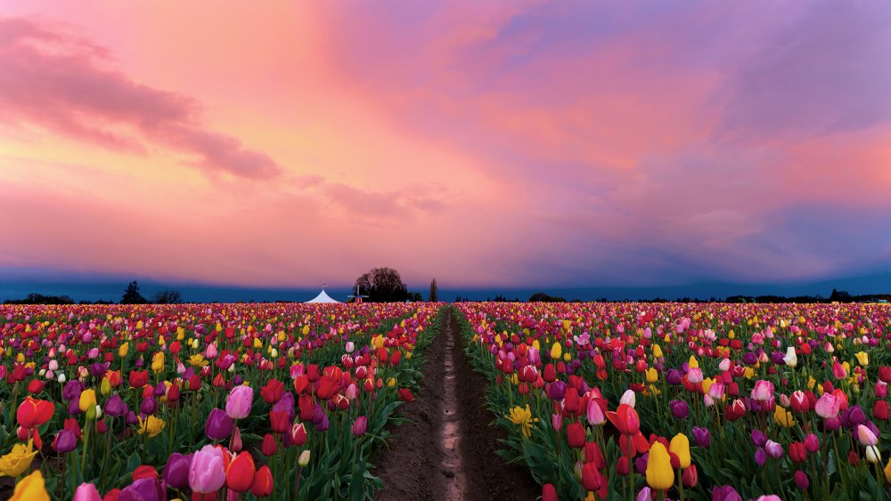 Skagit Valley, Washington