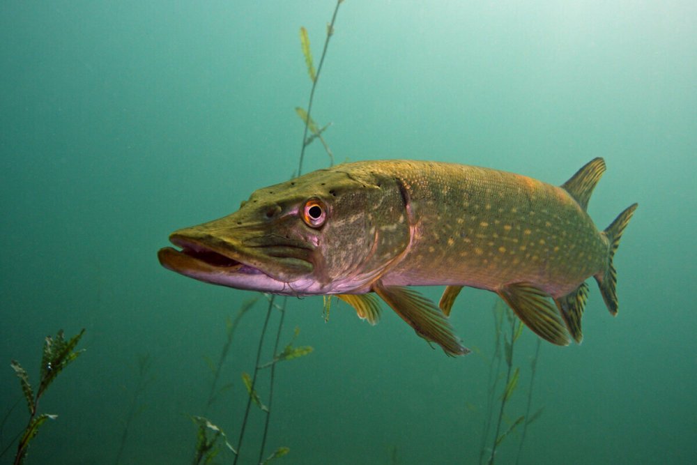 Обыкновенная щука (Esox Lucius)