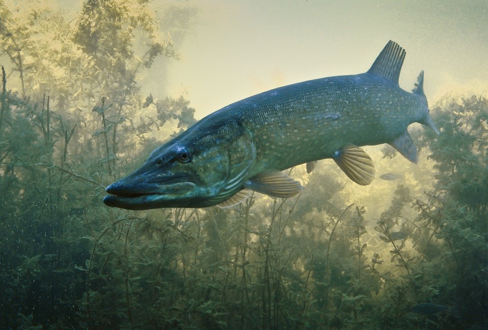 Обыкновенная щука (Esox Lucius)