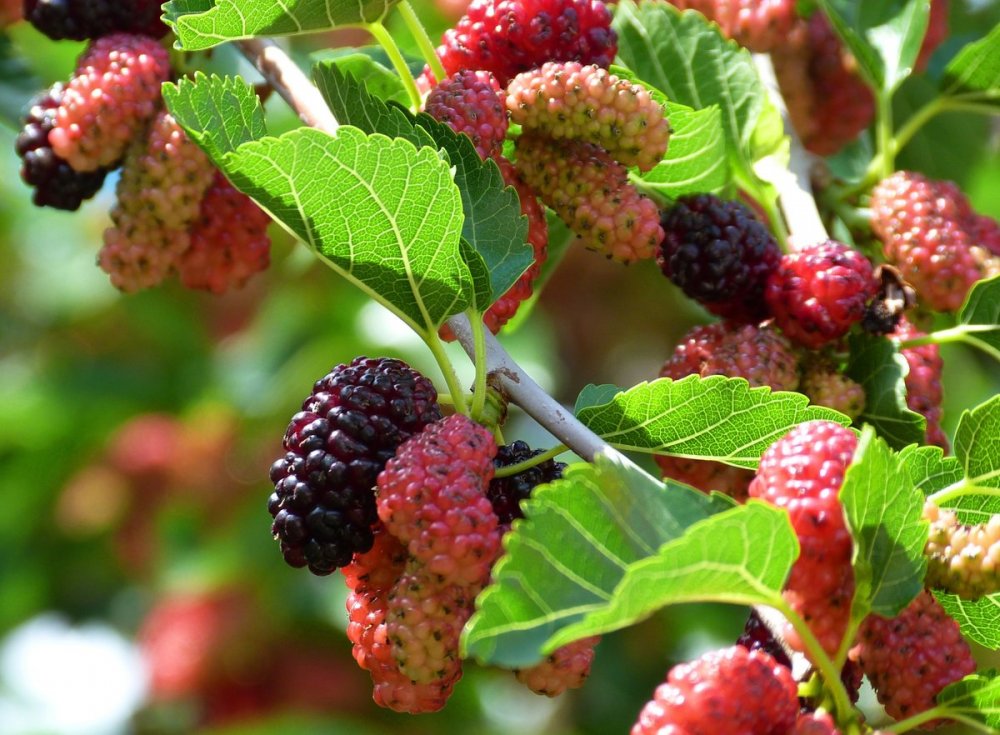 Шелковица красная (Morus rubra) -