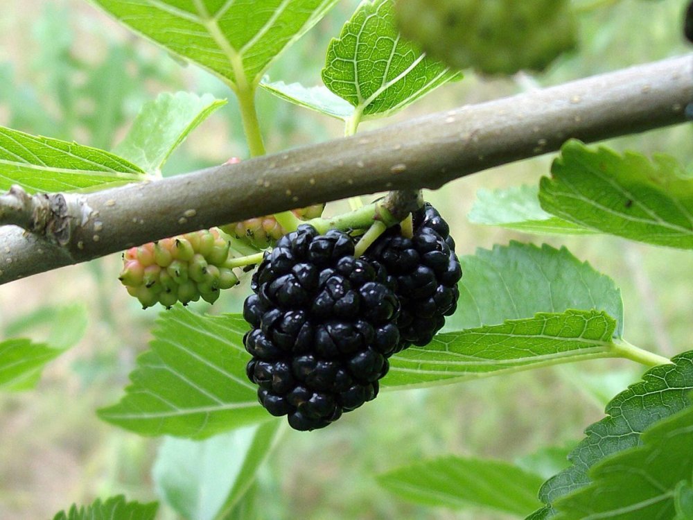 Шелковица красная (Morus rubra) -