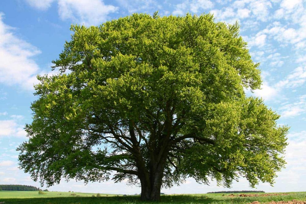 Дерево Beech Tree