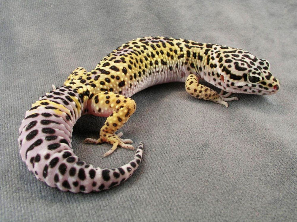 Эублефар леопардовый геккон