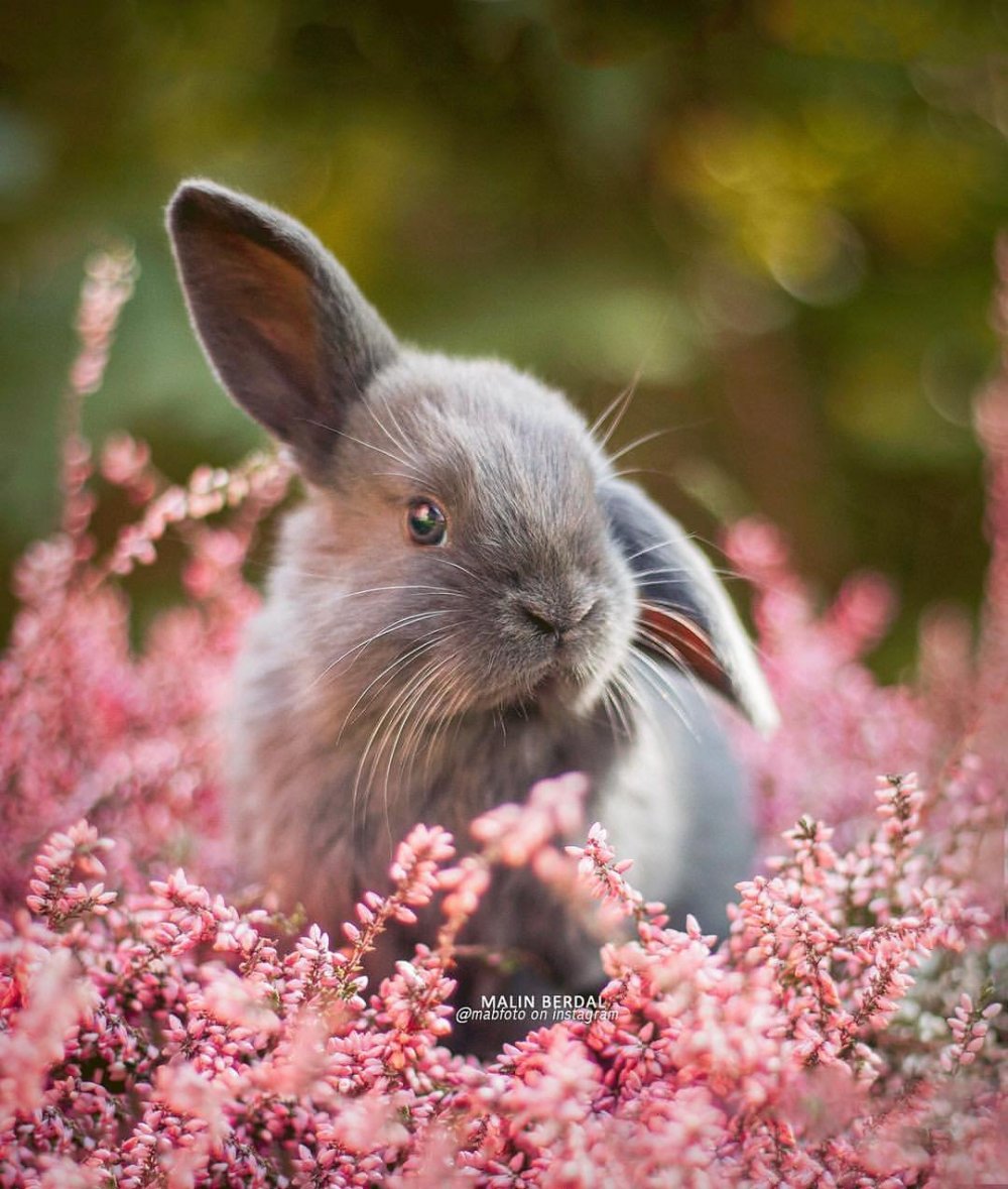 Кролик Герлион