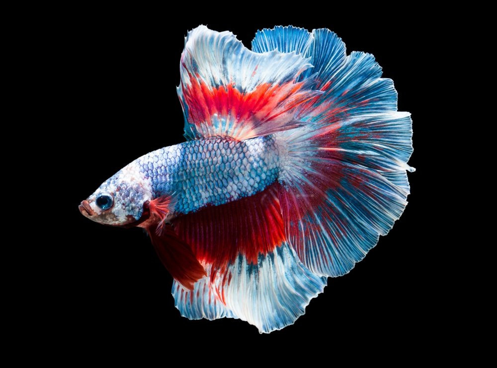 Бойцовая рыбка или петушок (Betta splendens)