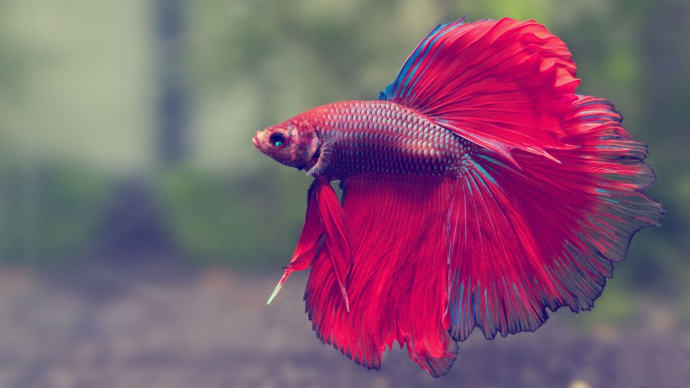 Рыбка петушок Betta splendens