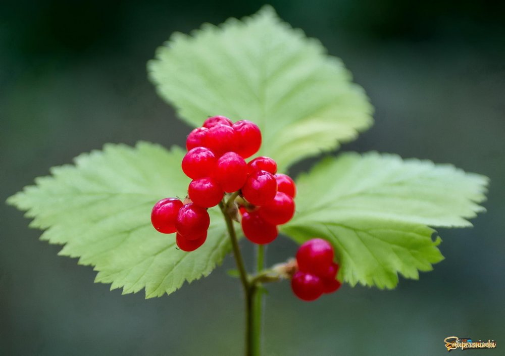 Rubus saxatilis костяника