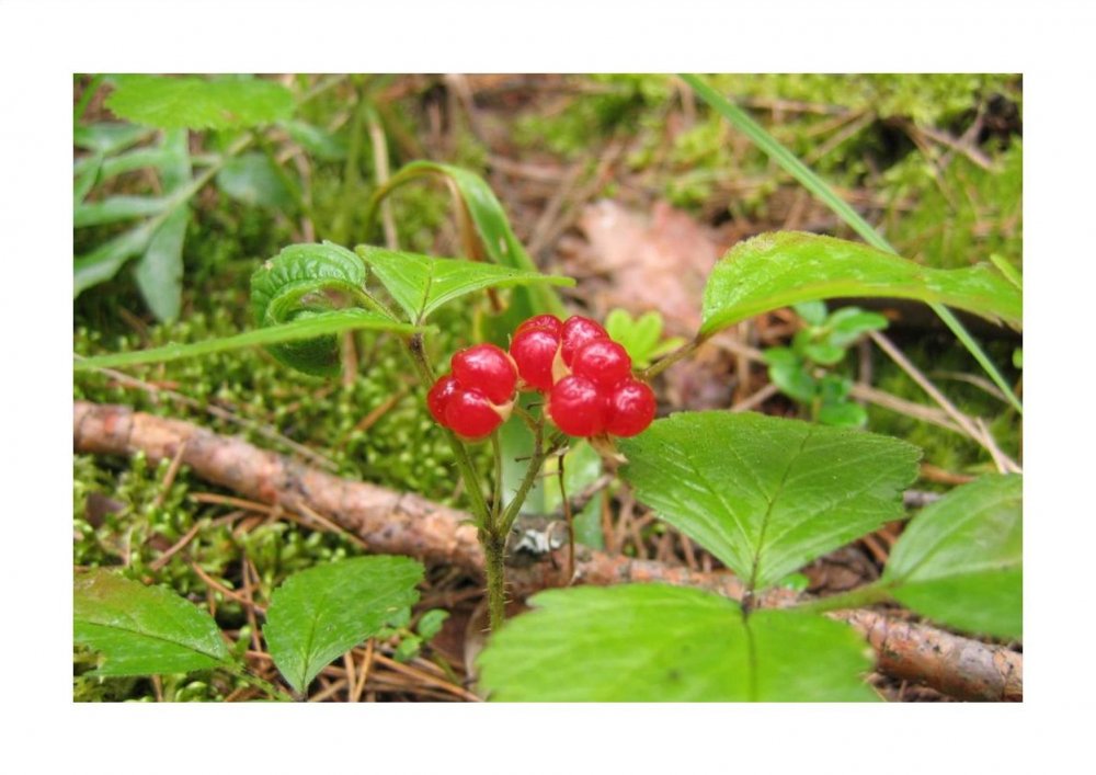 Костяника обык. Rubus saxatilis