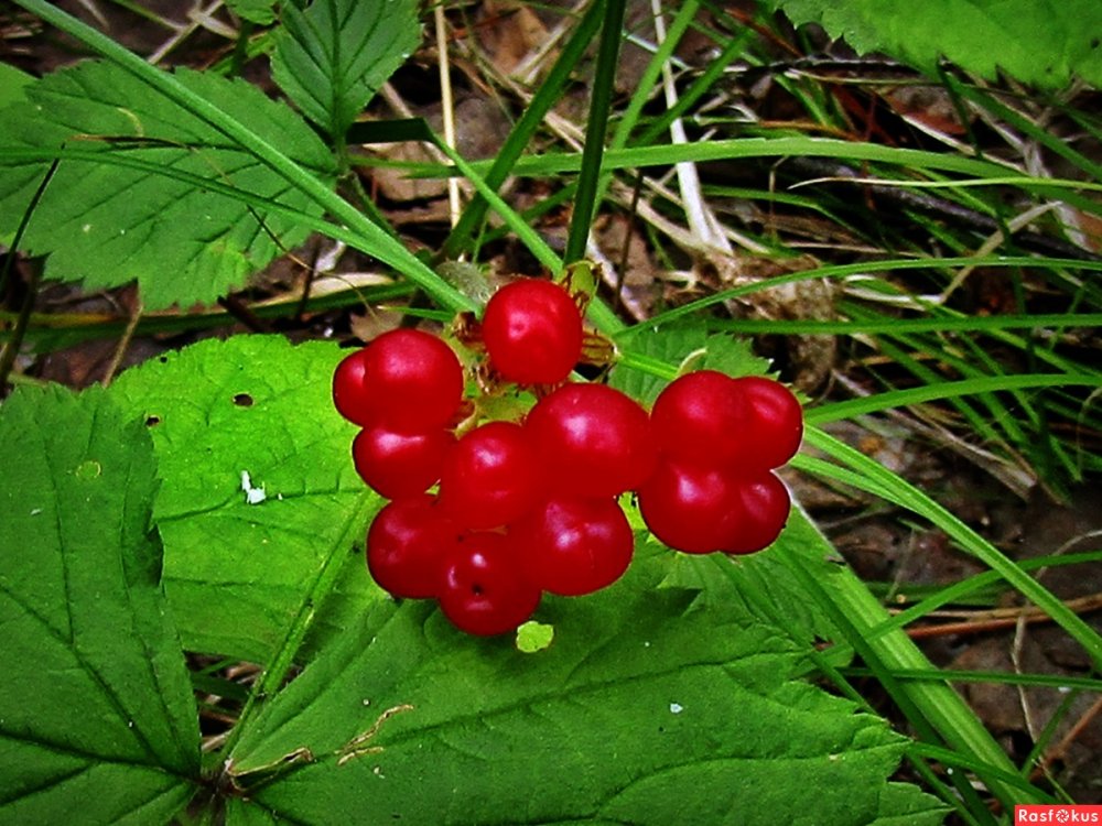 Rubus saxatilis костяника