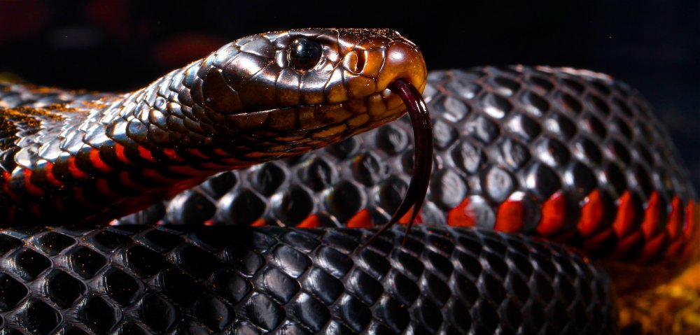 Змея большая красивая Кобра