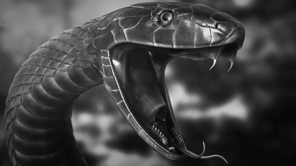 Черный Аспид змея
