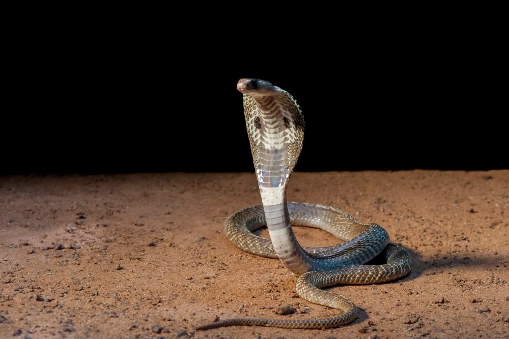 Камбоджа Кобра змея