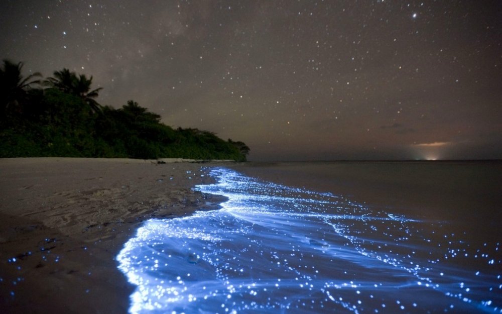 Море звезд на острове Ваадху Мальдивы