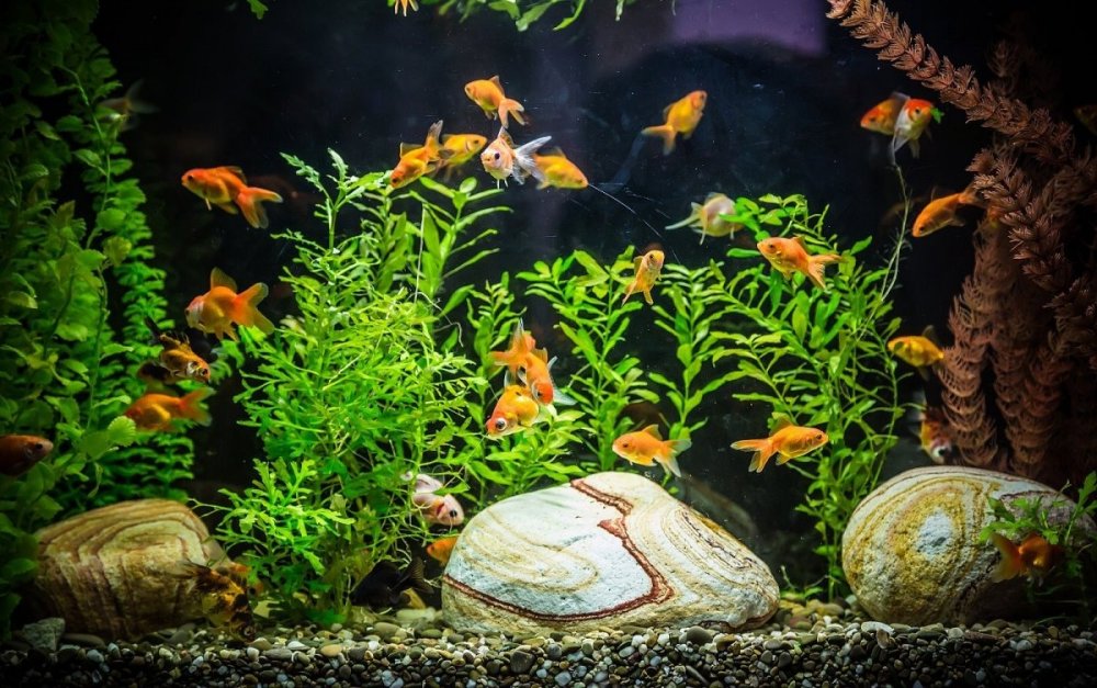 Живые аквариумные рыбки