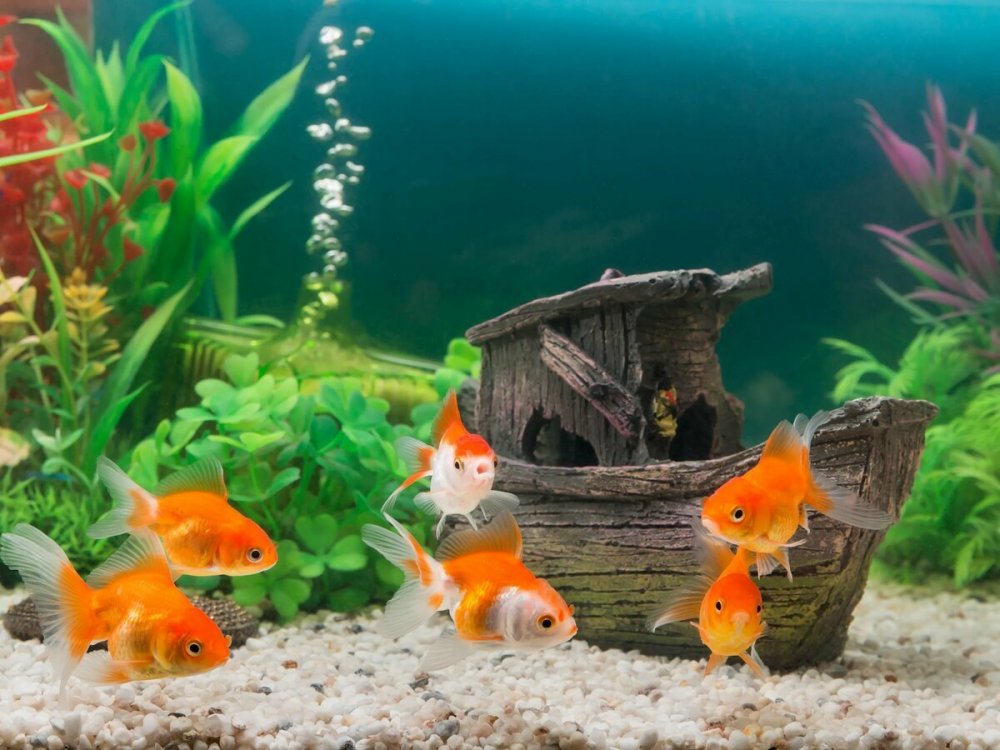 Красивые рыбки в аквариуме