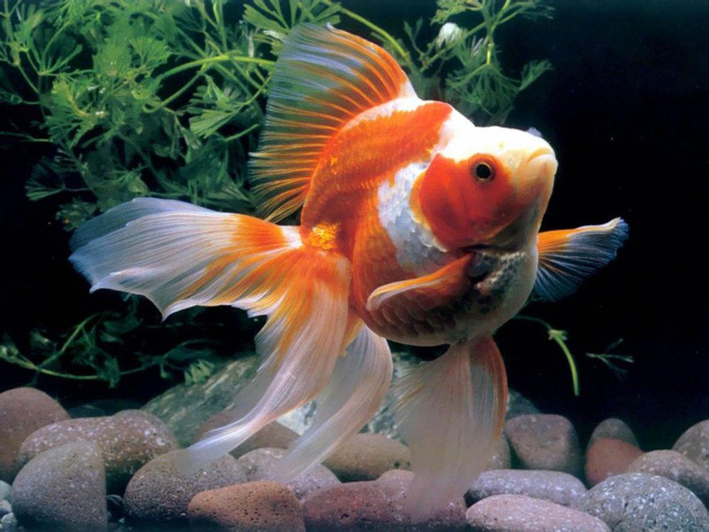Рыбка в аквариуме красиво