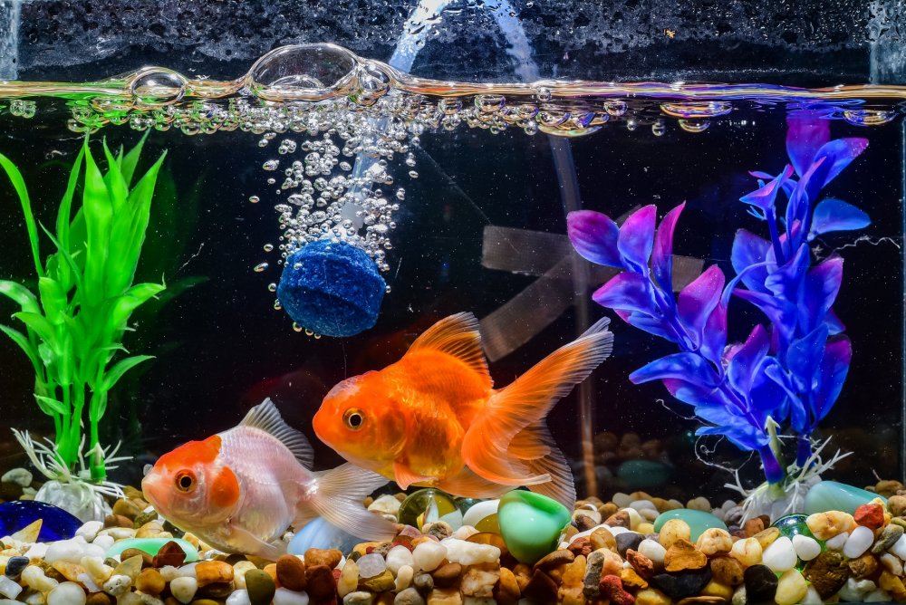 Goldfish Stones Aquarium