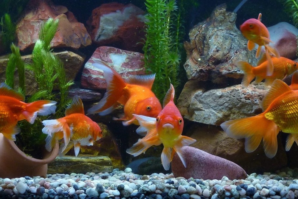 Красивый аквариум с золотыми рыбками
