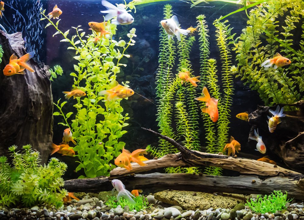 Акваскейп аквариум с золотыми рыбками