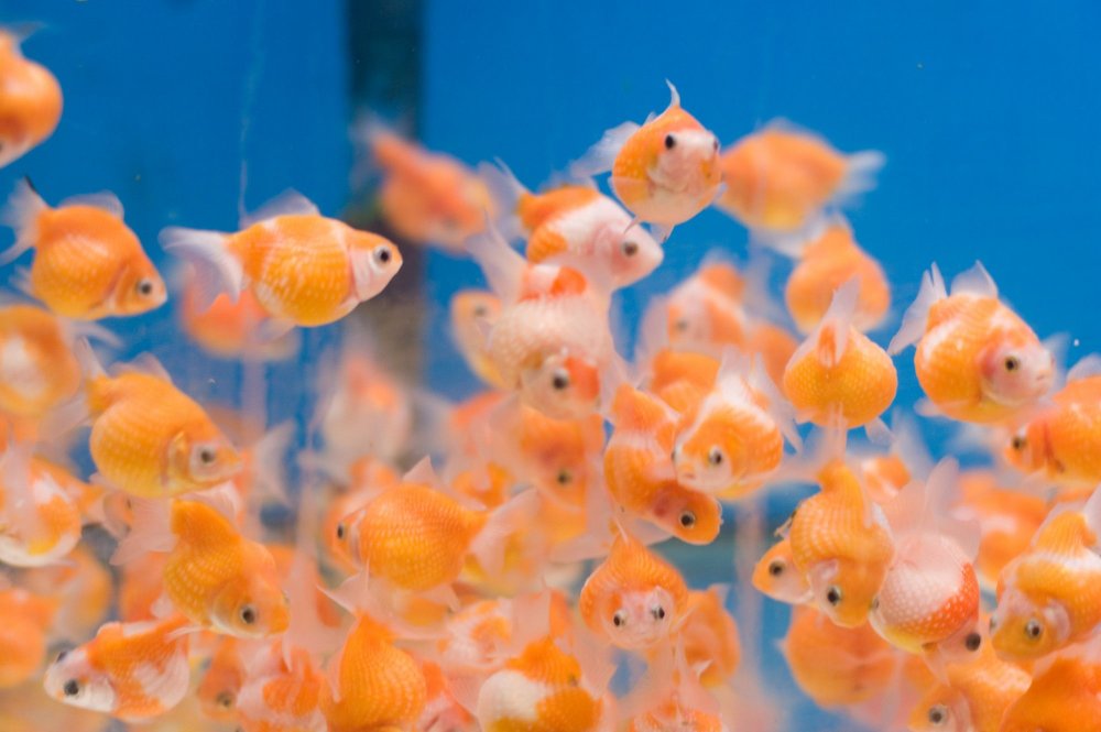 Декоративные аквариумные рыбки