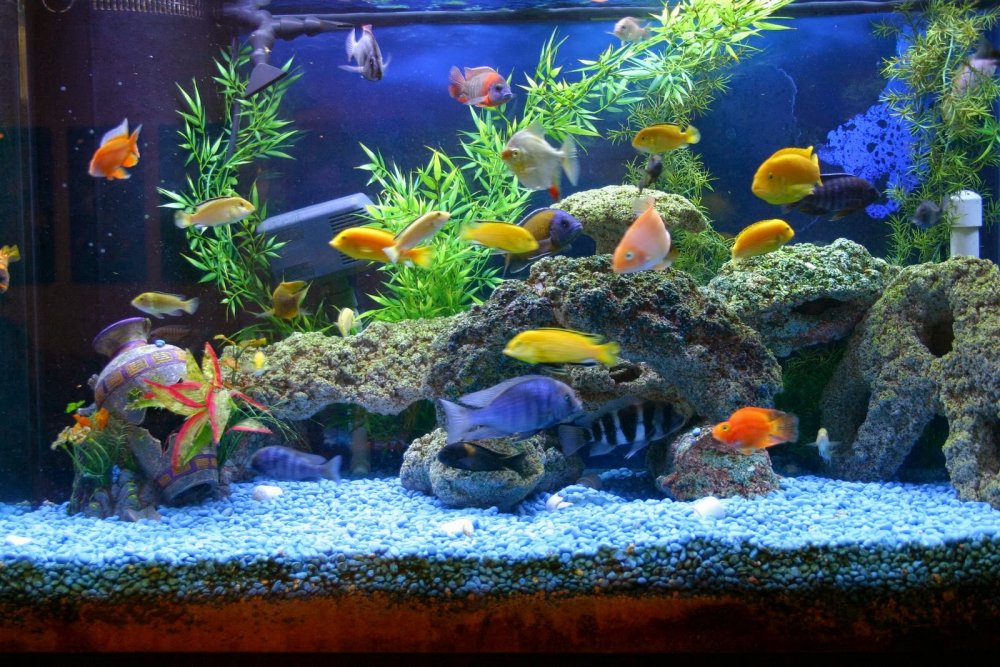 Рыбы в аквариуме