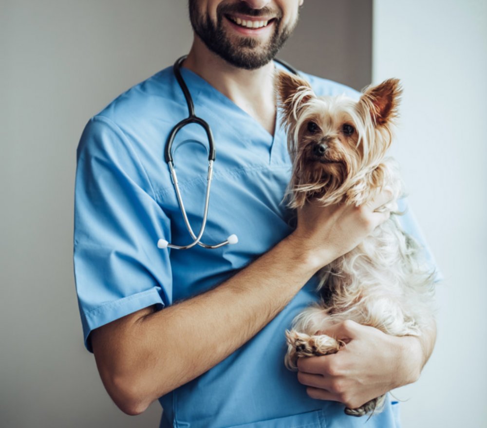 Ветеринария профессия