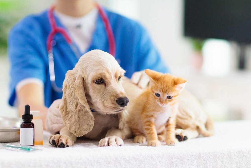 Ветеринарная аптечка