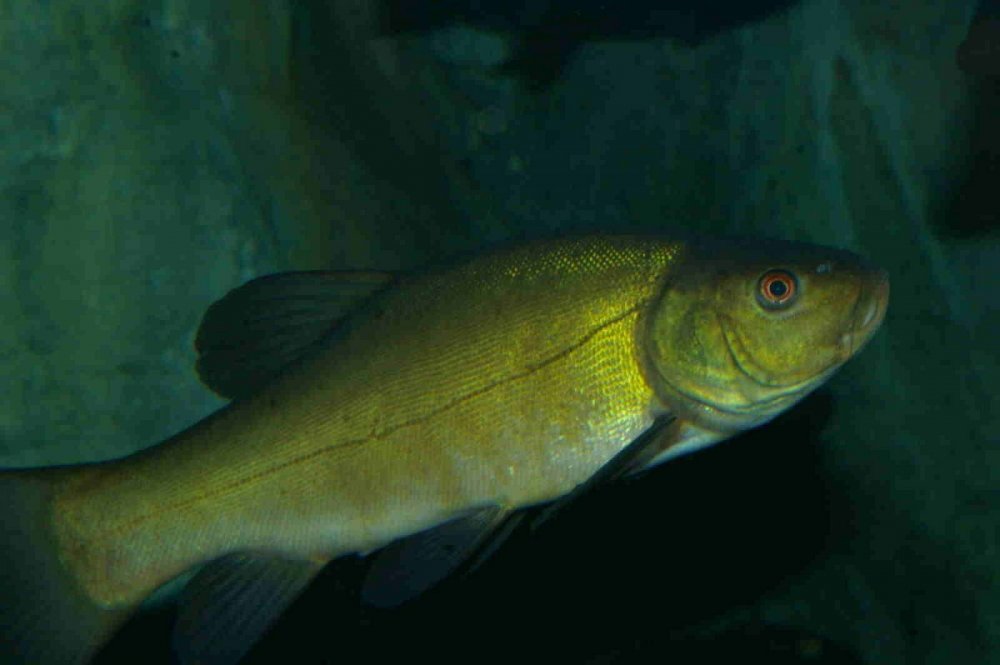 Рыба Линь Кубань