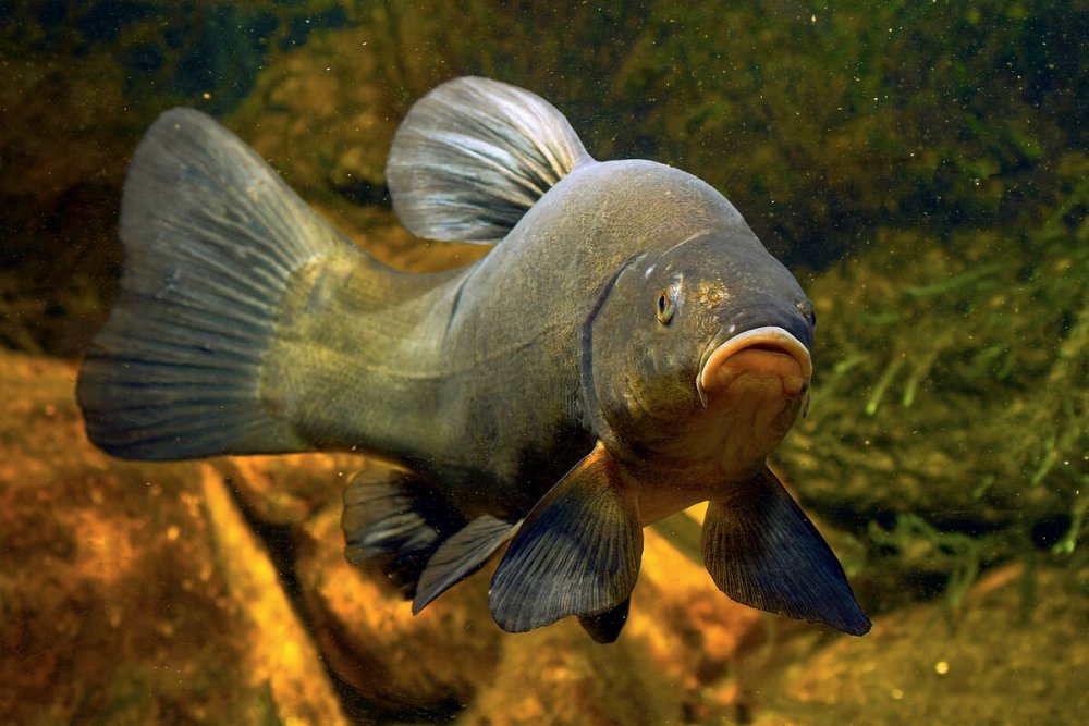 Речная рыба Линь
