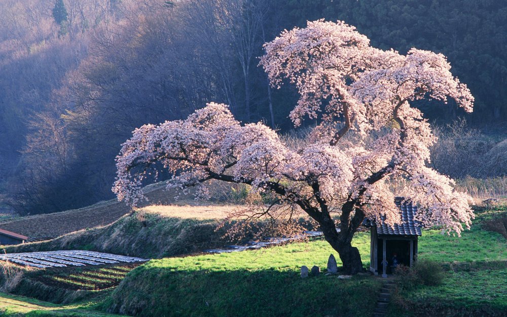 Сакура цветет в Японии
