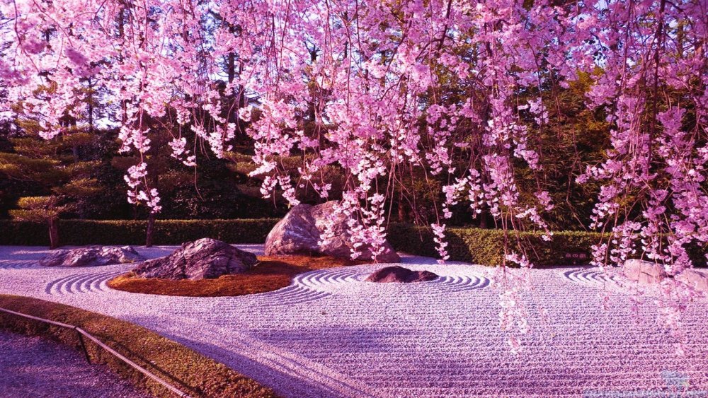 Цветение Сакуры в Японии пейзаж